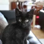 comprobante-86e7d6a0